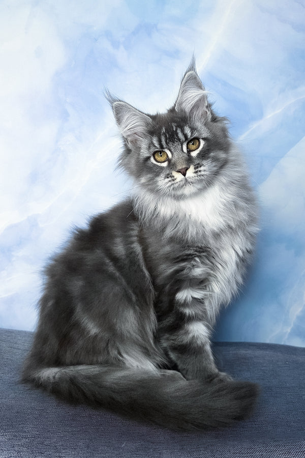 Dindy | Maine Coon Kitten