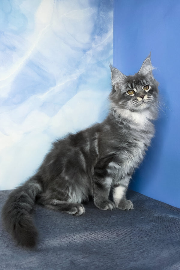 Dindy | Maine Coon Kitten
