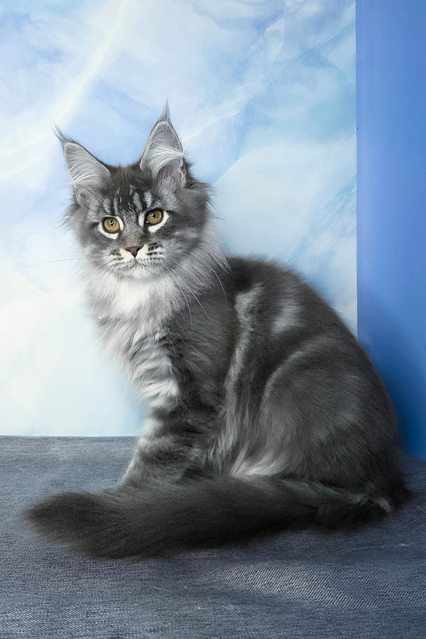 Dindy | Maine Coon Kitten