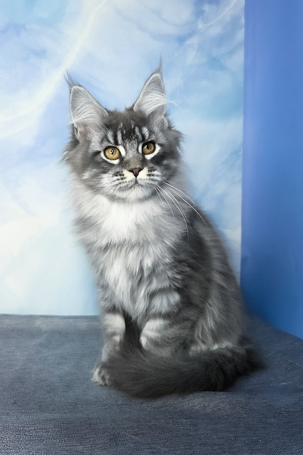 Dindy | Maine Coon Kitten