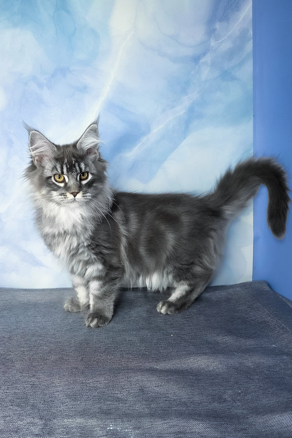 Dindy | Maine Coon Kitten