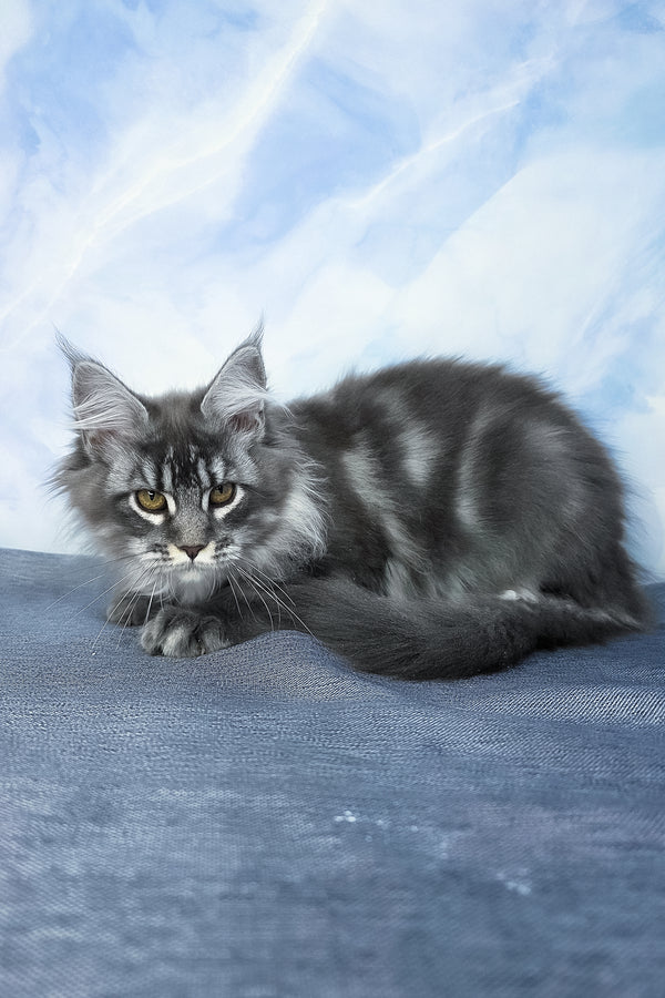 Dindy | Maine Coon Kitten