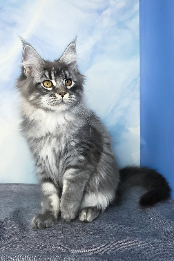 Dindy | Maine Coon Kitten