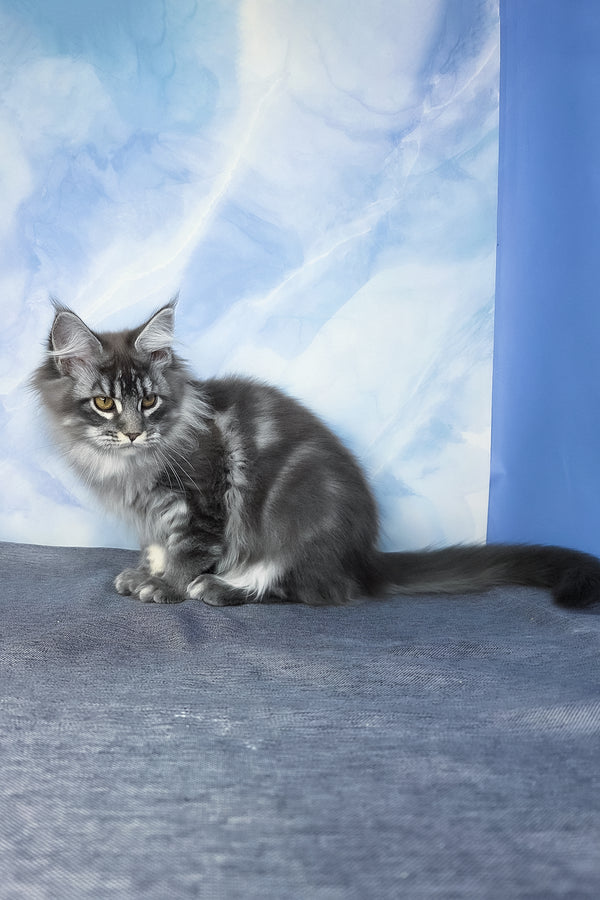Dindy | Maine Coon Kitten