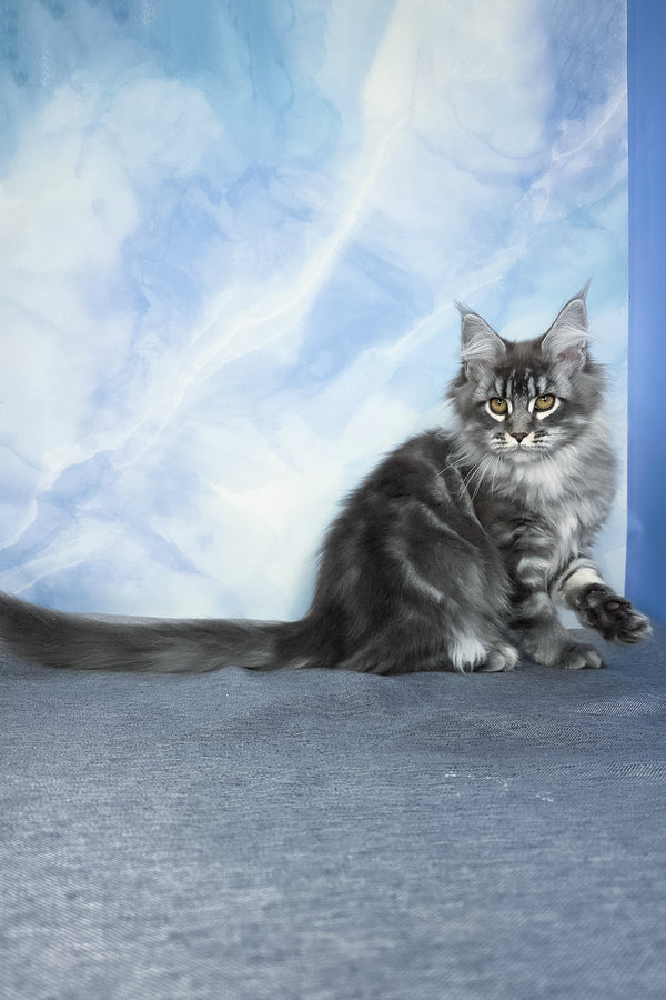Dindy | Maine Coon Kitten