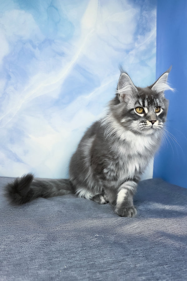 Dindy | Maine Coon Kitten
