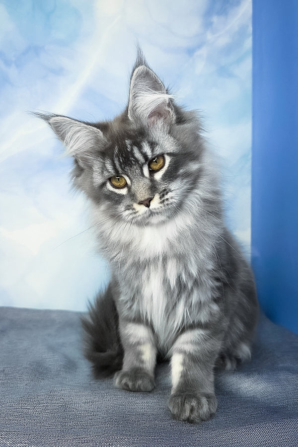 Dindy | Maine Coon Kitten