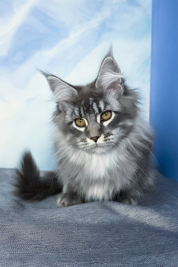 Dindy | Maine Coon Kitten