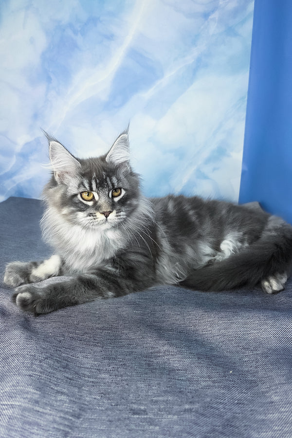 Dindy | Maine Coon Kitten