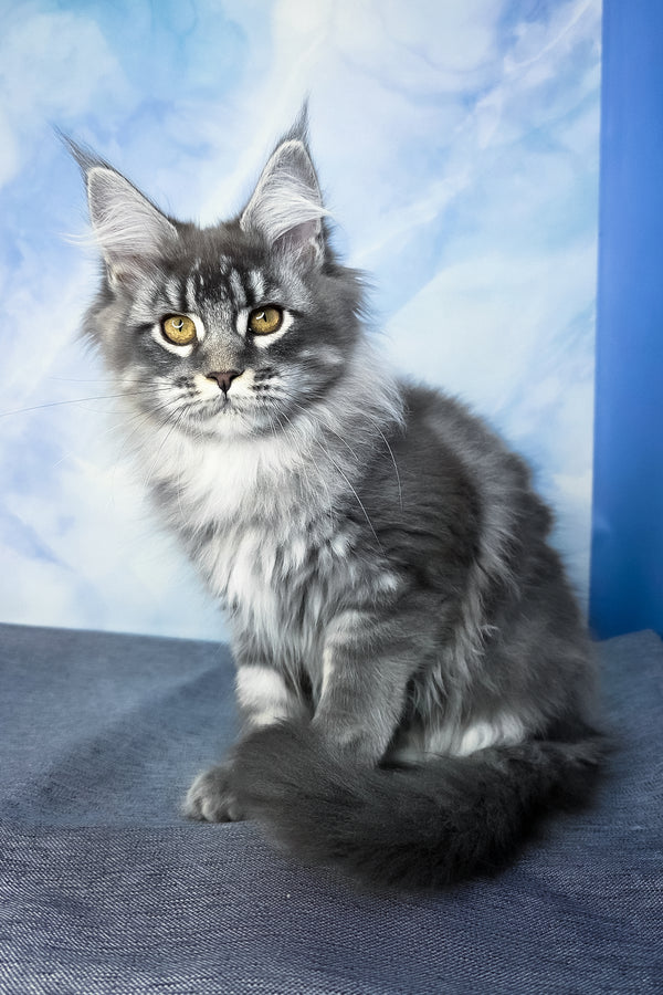Dindy | Maine Coon Kitten