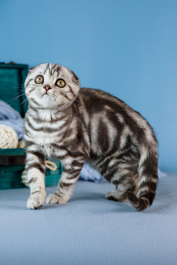 Dior | Scottish Fold Kitten