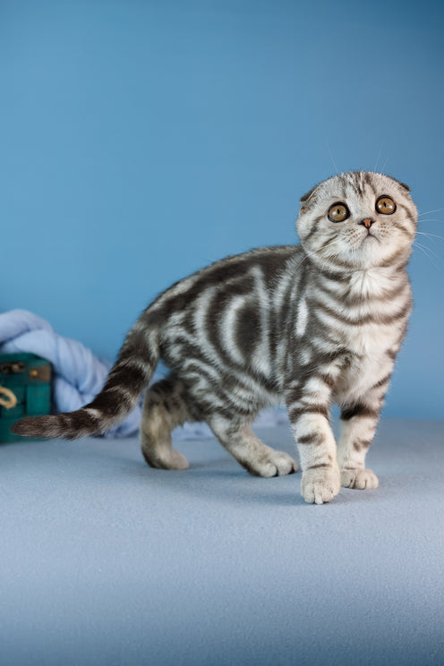 Dior | Scottish Fold Kitten