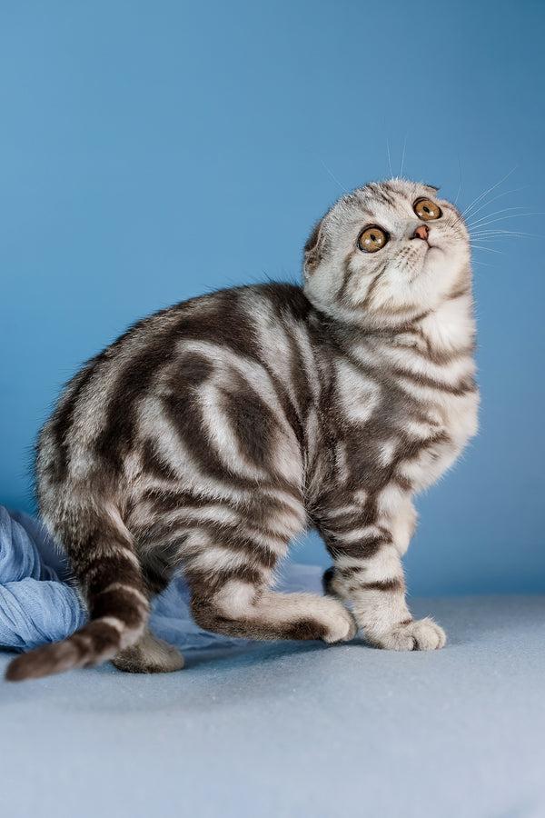 Dior | Scottish Fold Kitten