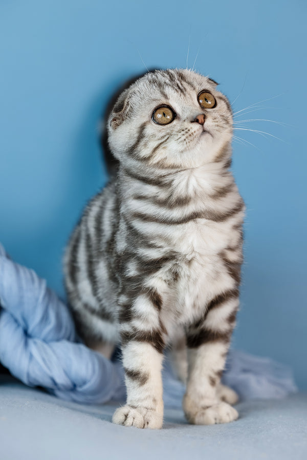 Dior | Scottish Fold Kitten