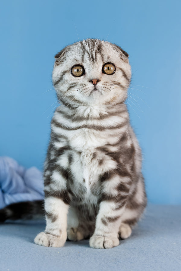 Dior | Scottish Fold Kitten