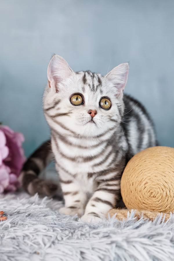 Diva | Scottish Straight Kitten