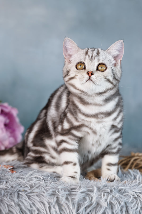 Diva | Scottish Straight Kitten