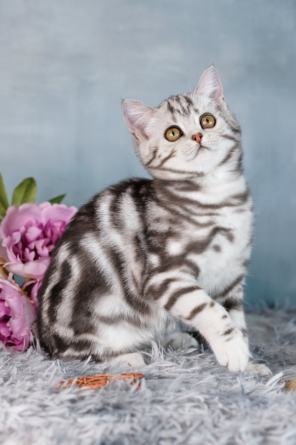 Diva | Scottish Straight Kitten