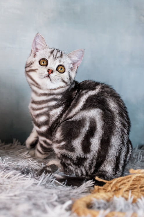 Diva | Scottish Straight Kitten