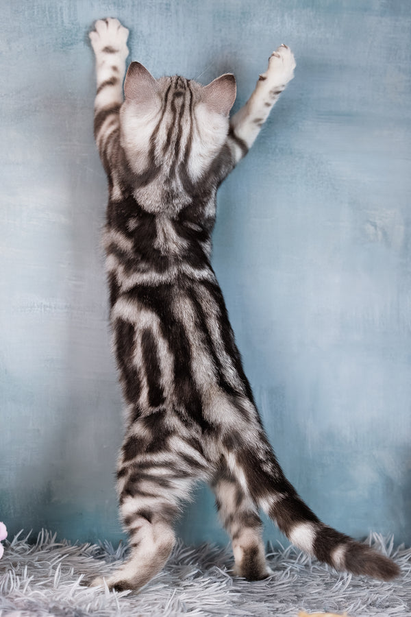 Diva | Scottish Straight Kitten
