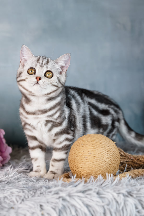 Diva | Scottish Straight Kitten