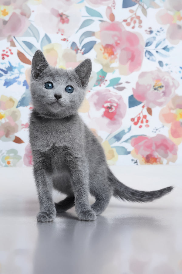 Diva | Russian Blue Kitten