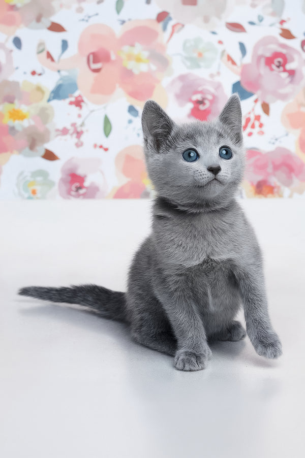 Diva | Russian Blue Kitten