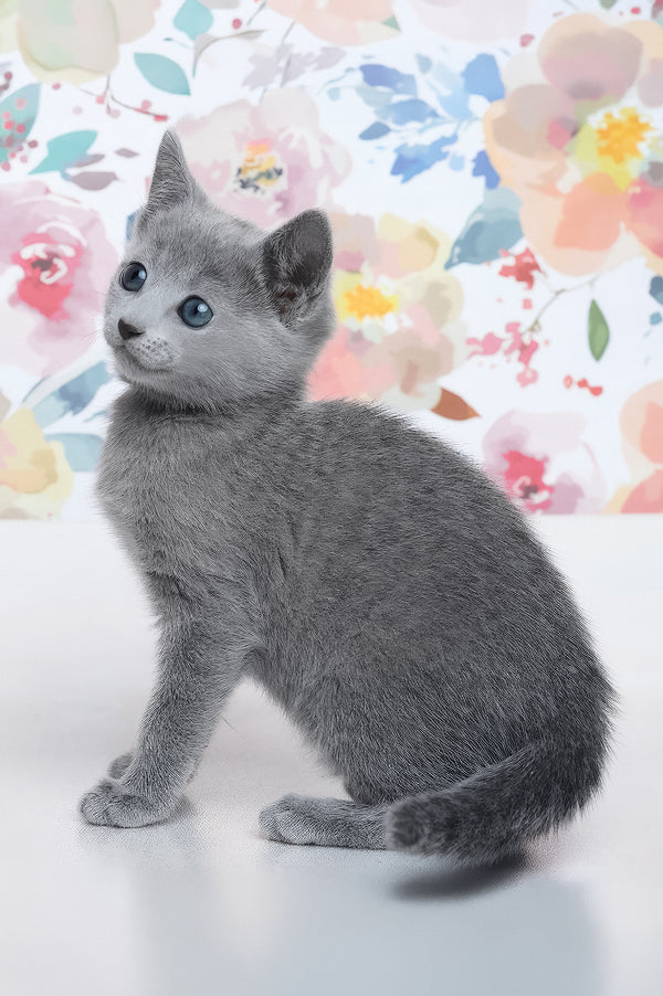 Diva | Russian Blue Kitten