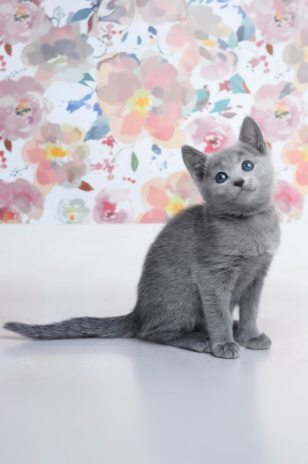 Diva | Russian Blue Kitten