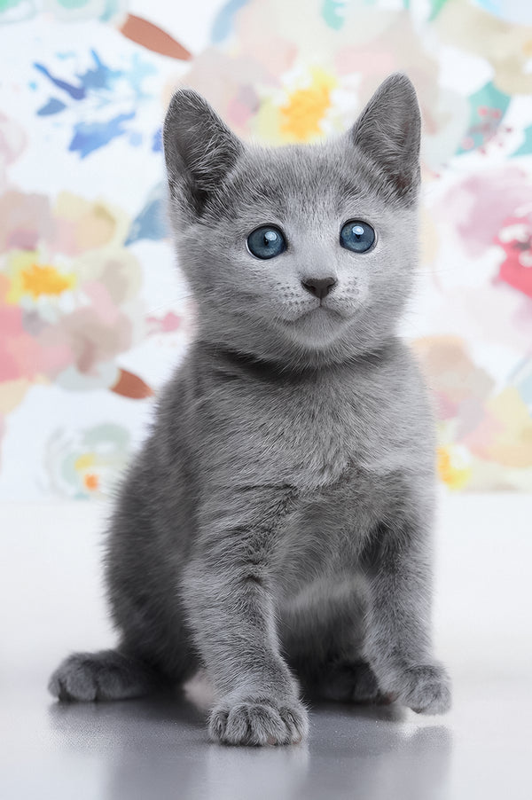 Diva | Russian Blue Kitten