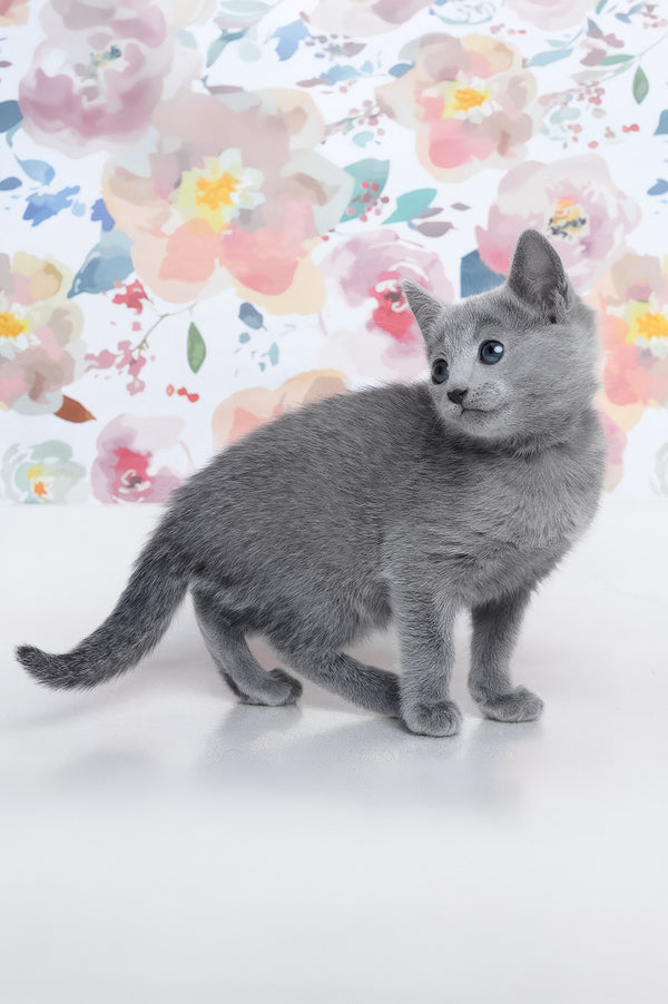 Diva | Russian Blue Kitten