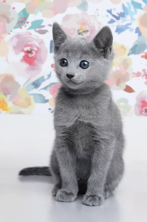 Diva | Russian Blue Kitten