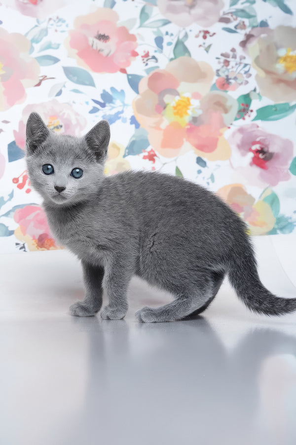 Diva | Russian Blue Kitten