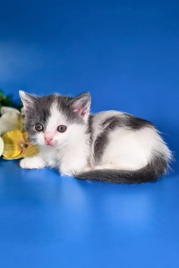 Dango | Munchkin Kitten