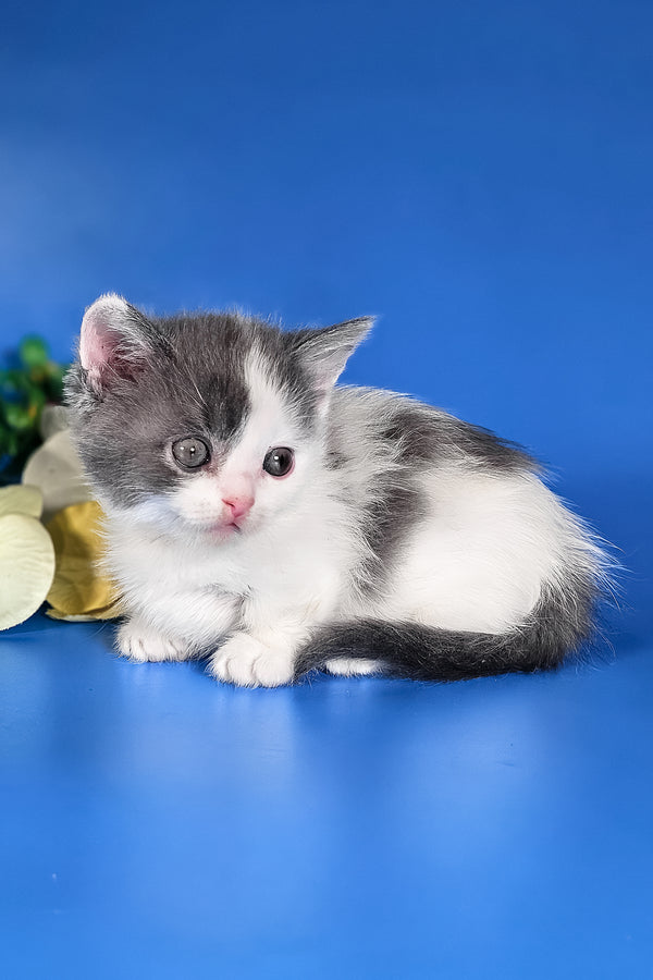 Dango | Munchkin Kitten
