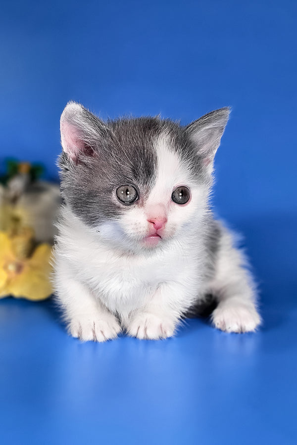 Dango | Munchkin Kitten