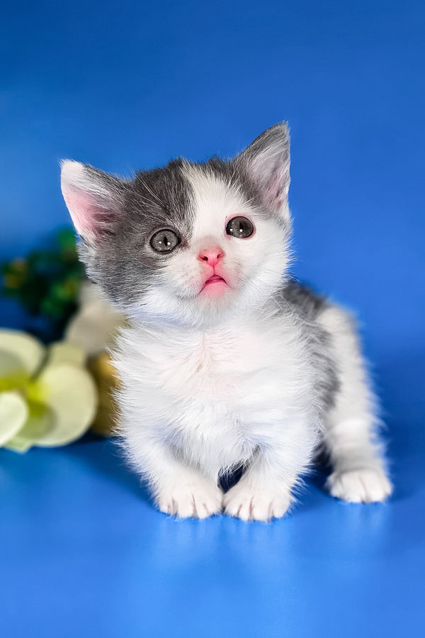 Dango | Munchkin Kitten