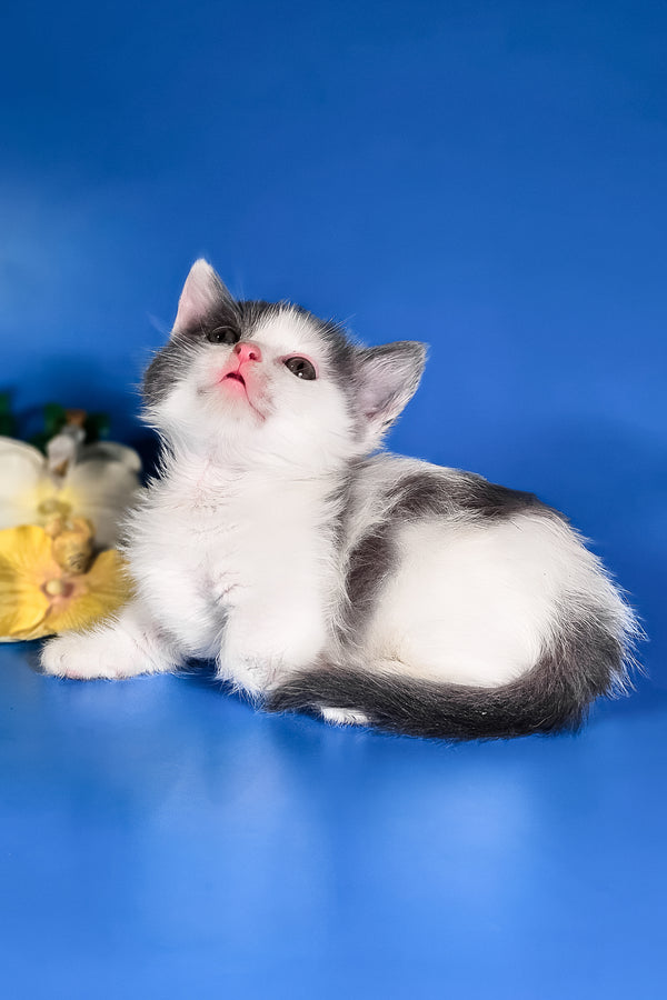 Dango | Munchkin Kitten