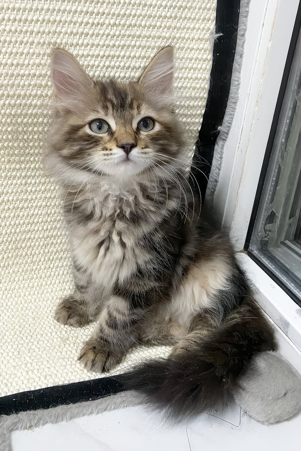 Dolli | Siberian Kitten