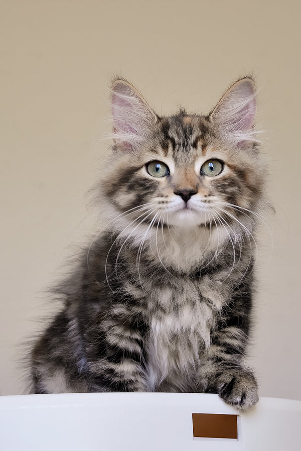 Dolli | Siberian Kitten
