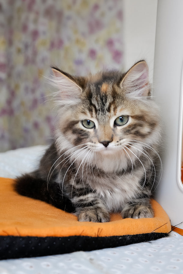 Dolli | Siberian Kitten