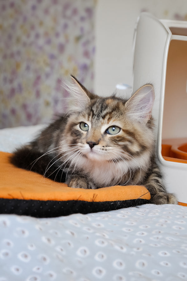 Dolli | Siberian Kitten