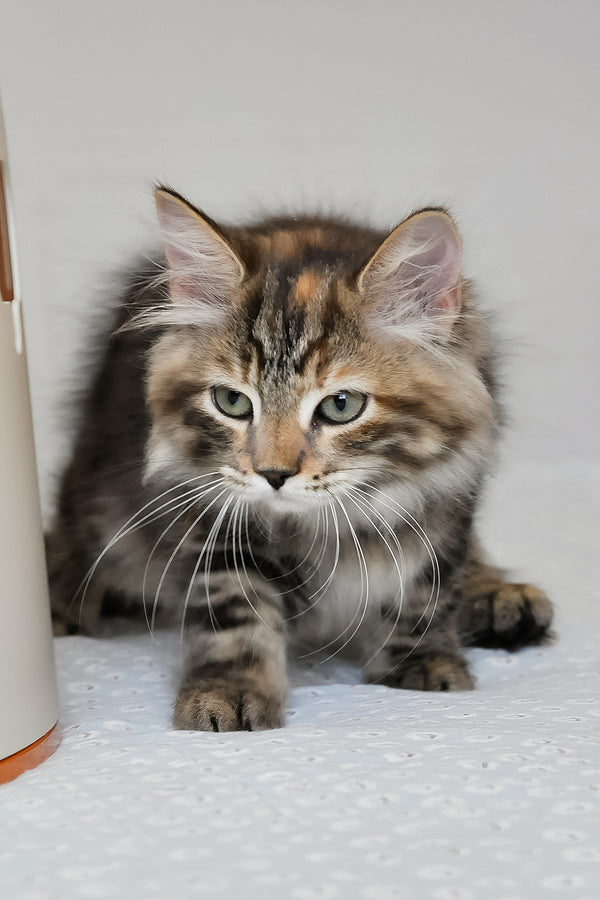 Dolli | Siberian Kitten