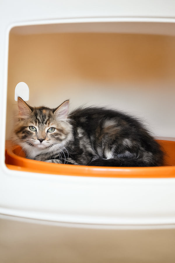 Dolli | Siberian Kitten