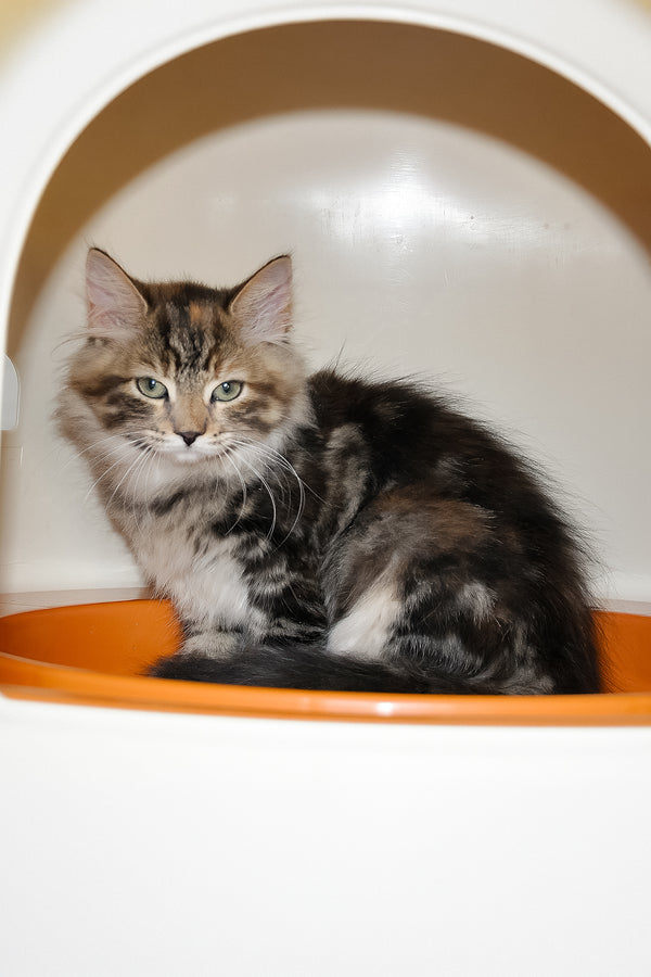 Dolli | Siberian Kitten