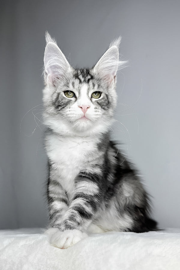Dolly | Maine Coon Kitten