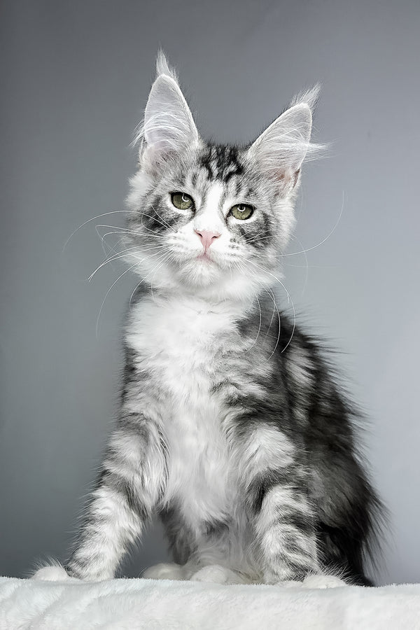 Dolly | Maine Coon Kitten