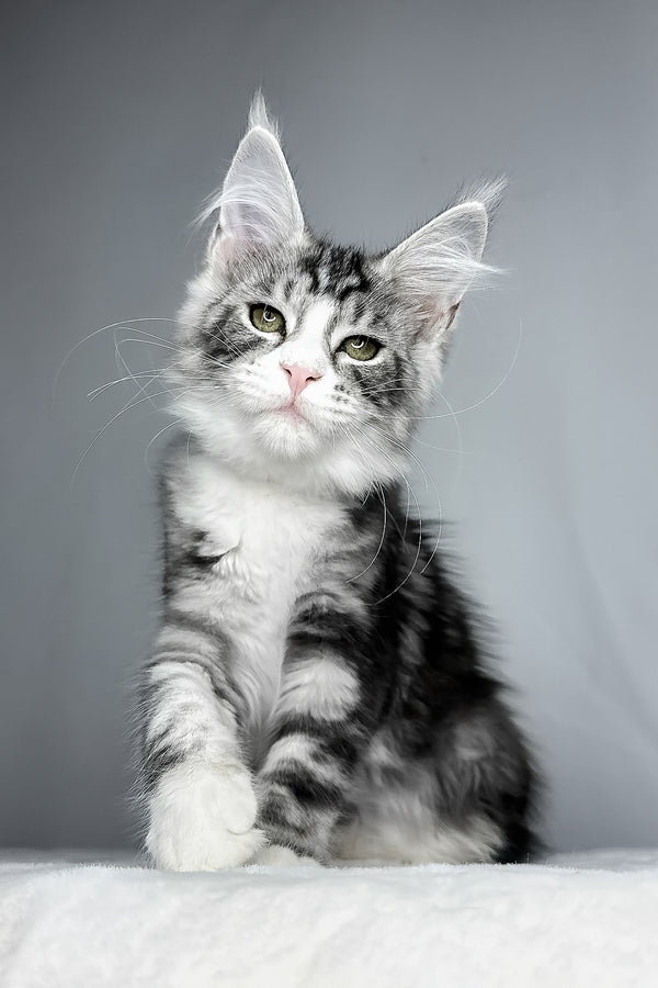 Dolly | Maine Coon Kitten