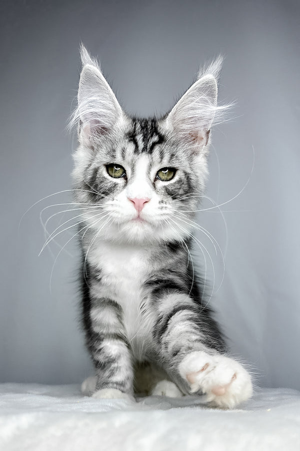 Dolly | Maine Coon Kitten