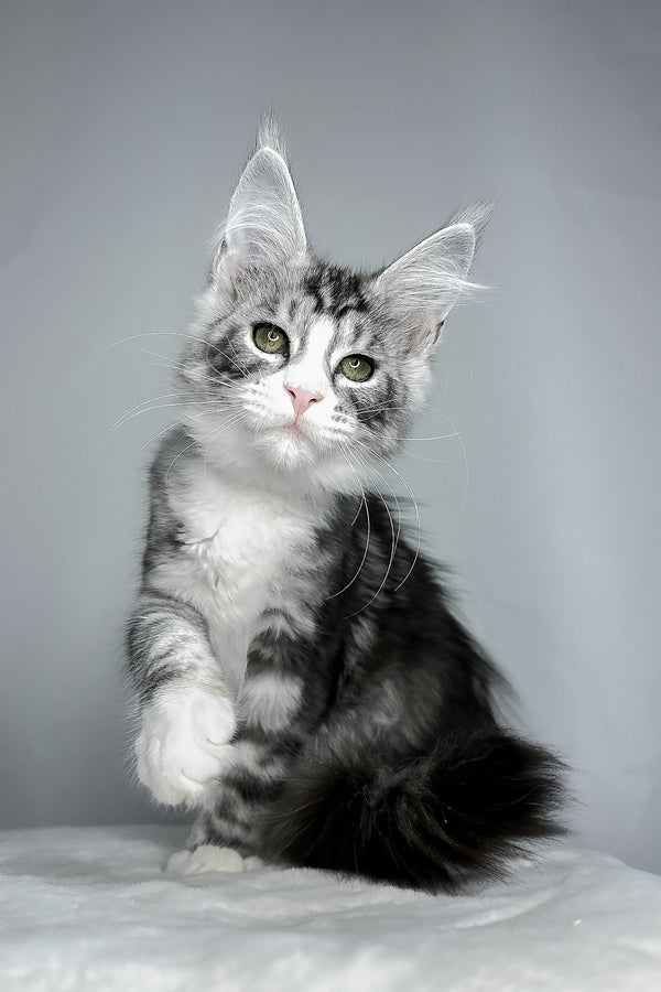 Dolly | Maine Coon Kitten